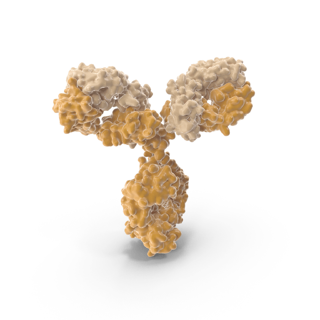 Goat Anti Rabbit IgG HRP  H+L , Goat polyclonal antibody specific for rabbit IgG  H+L , purified by affinity chromatography, conj µgated to Horseradish Peroxidase 1.0 mg/mL