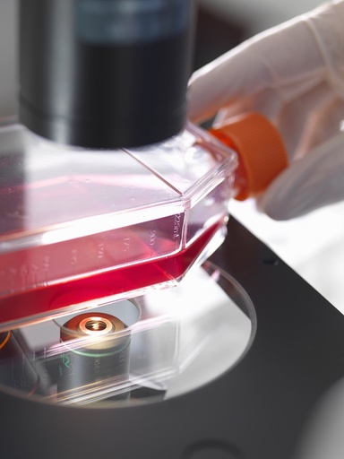 [ASTPLATE-SA2-121] Human Lens Epithelial Cells (HEL-B3)